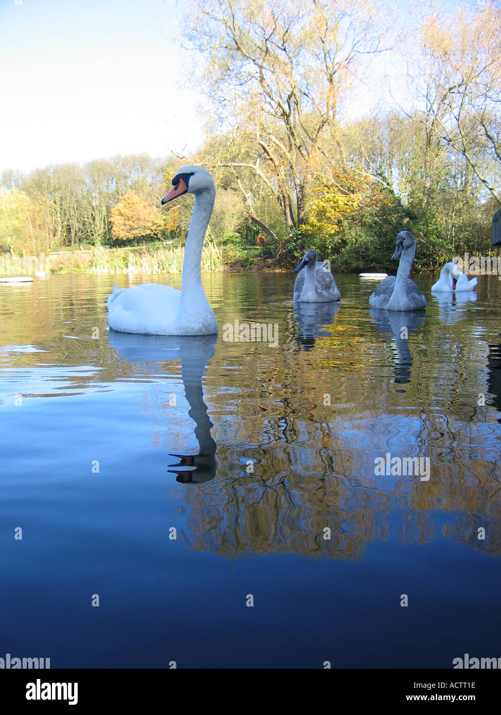 Family Of Swans Swimming On Kenwood Ladies Pond On Hampstead Heath 