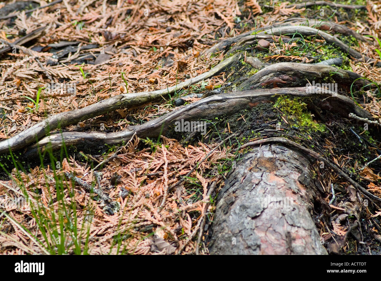 Jump over trunks hi-res stock photography and images - Alamy