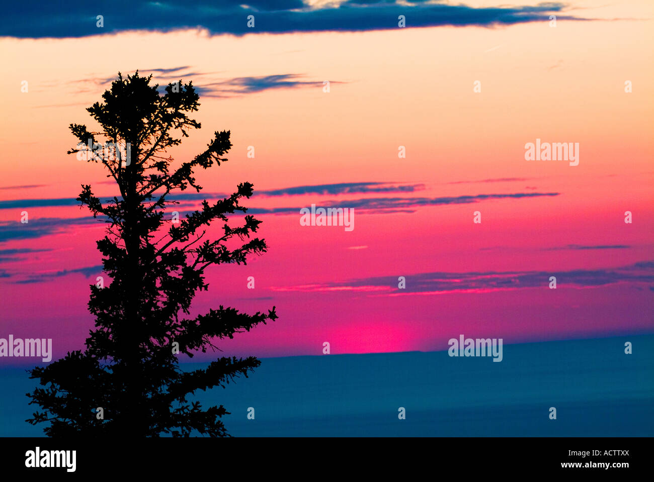 LANDSCAPE OF SETTING SUN WITH A SILHOUETTE PINE TREE IN FRONT Stock ...