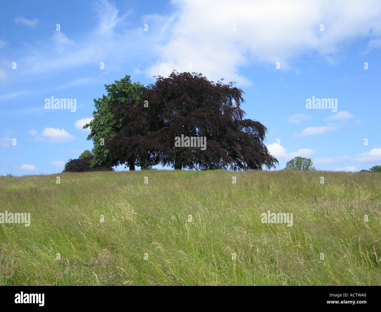 Kite Hill Hampstead Heath London UK Stock Photo Alamy