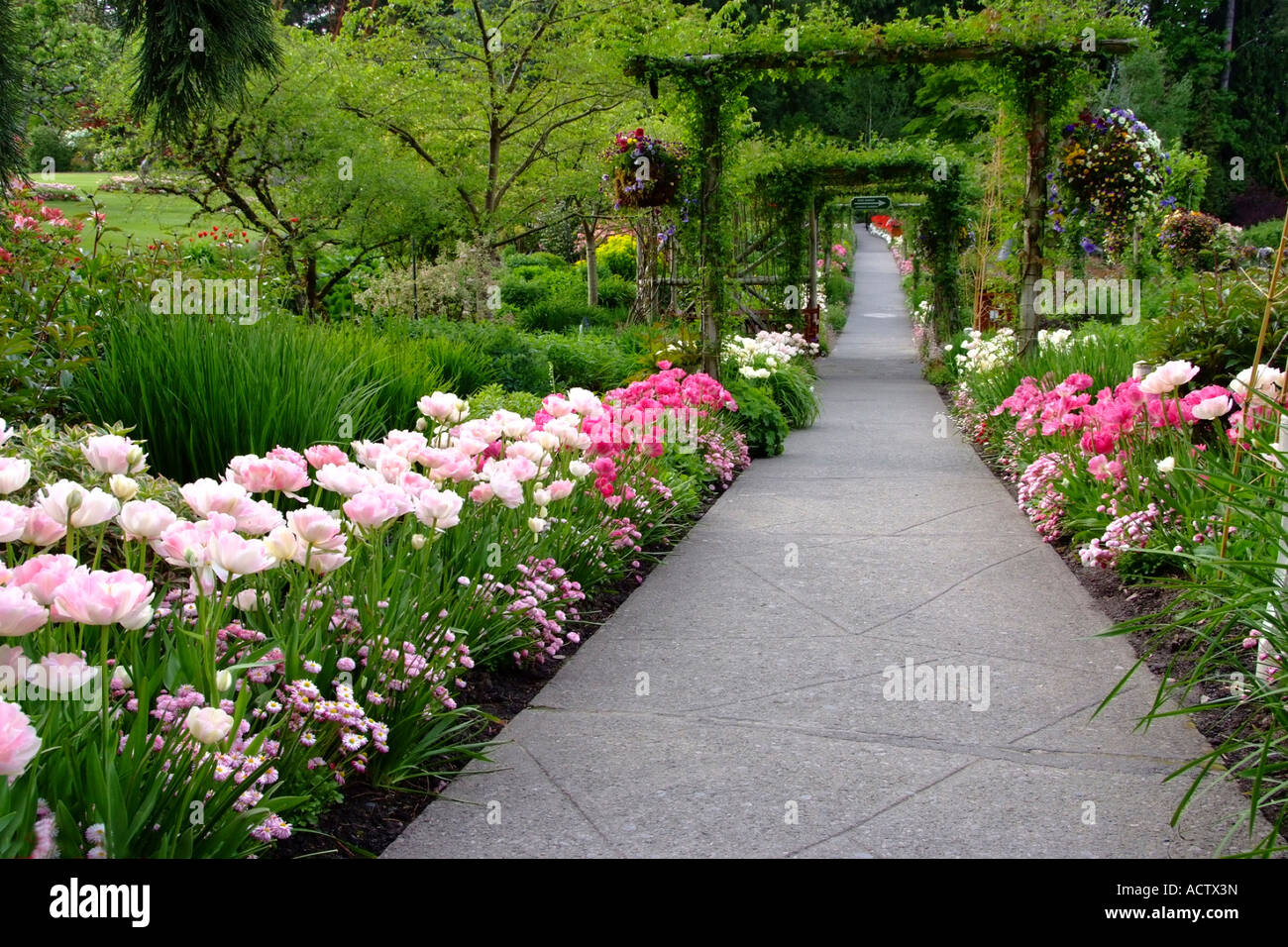 Foot Path Tree Gorgeous tree on side path hi-res stock photography and images - Alamy