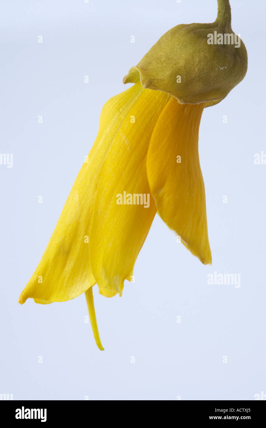 Kowhai Flower Sophora sp Stock Photo