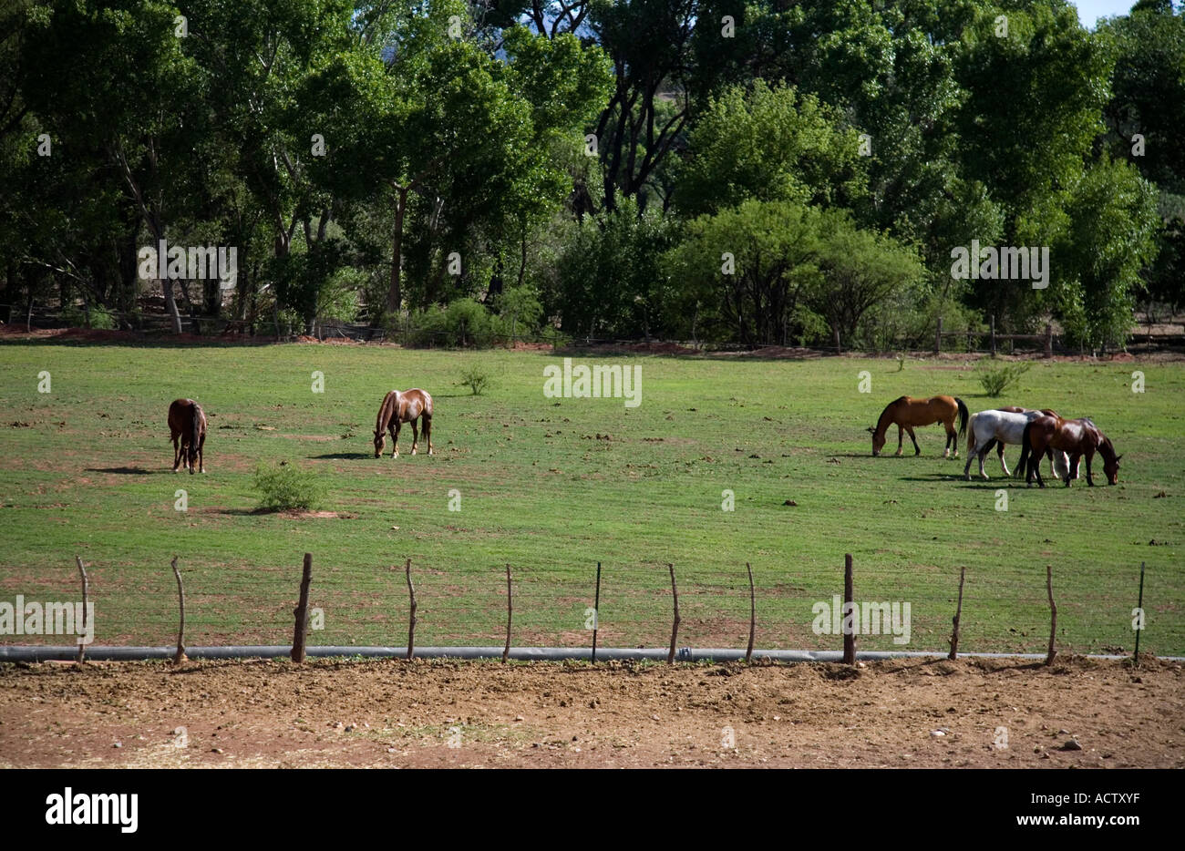 Horses grazing on meadow, Perkinsville ghost ranch, as seen from Verde Canyon Railroad, Arizona Stock Photo