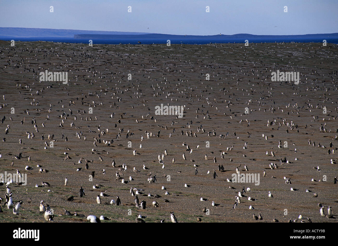 Magellanic penguins Sphenicus magellanicus on Isla Magdalena Patagonia Chile Stock Photo