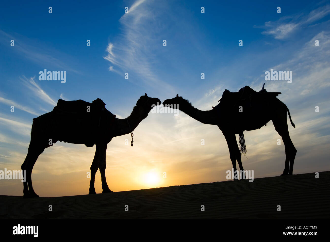 Two Jaisalmeri camels (Camelus dromedarius) 'in love' kissing and silhouetted by the setting sun in the Thar desert. Stock Photo