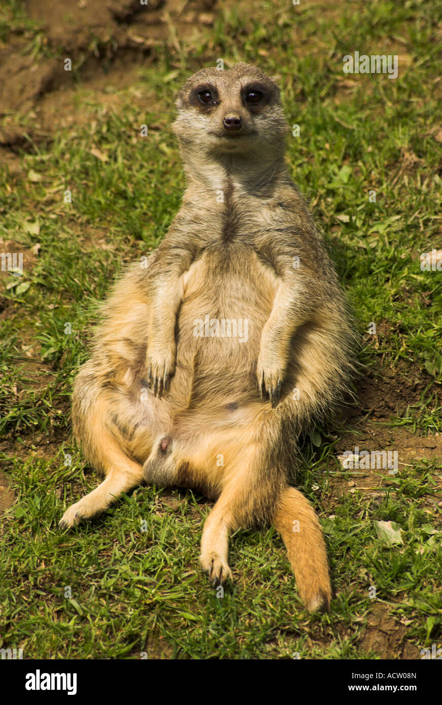meerkat posing for the camera Stock Photo