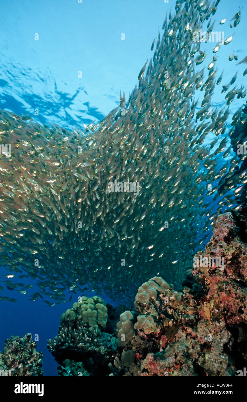 Many glassfish hires stock photography and images Alamy