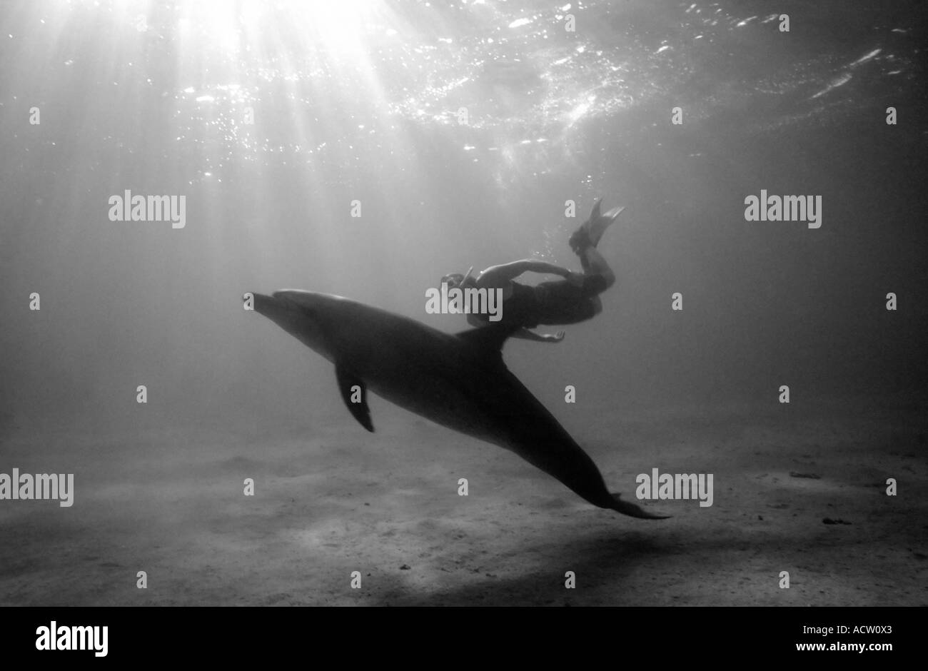 A black and white image of a Bottlenose dolphin (Tursiops truncatus) and snorkeller interacting contre-jour. Stock Photo