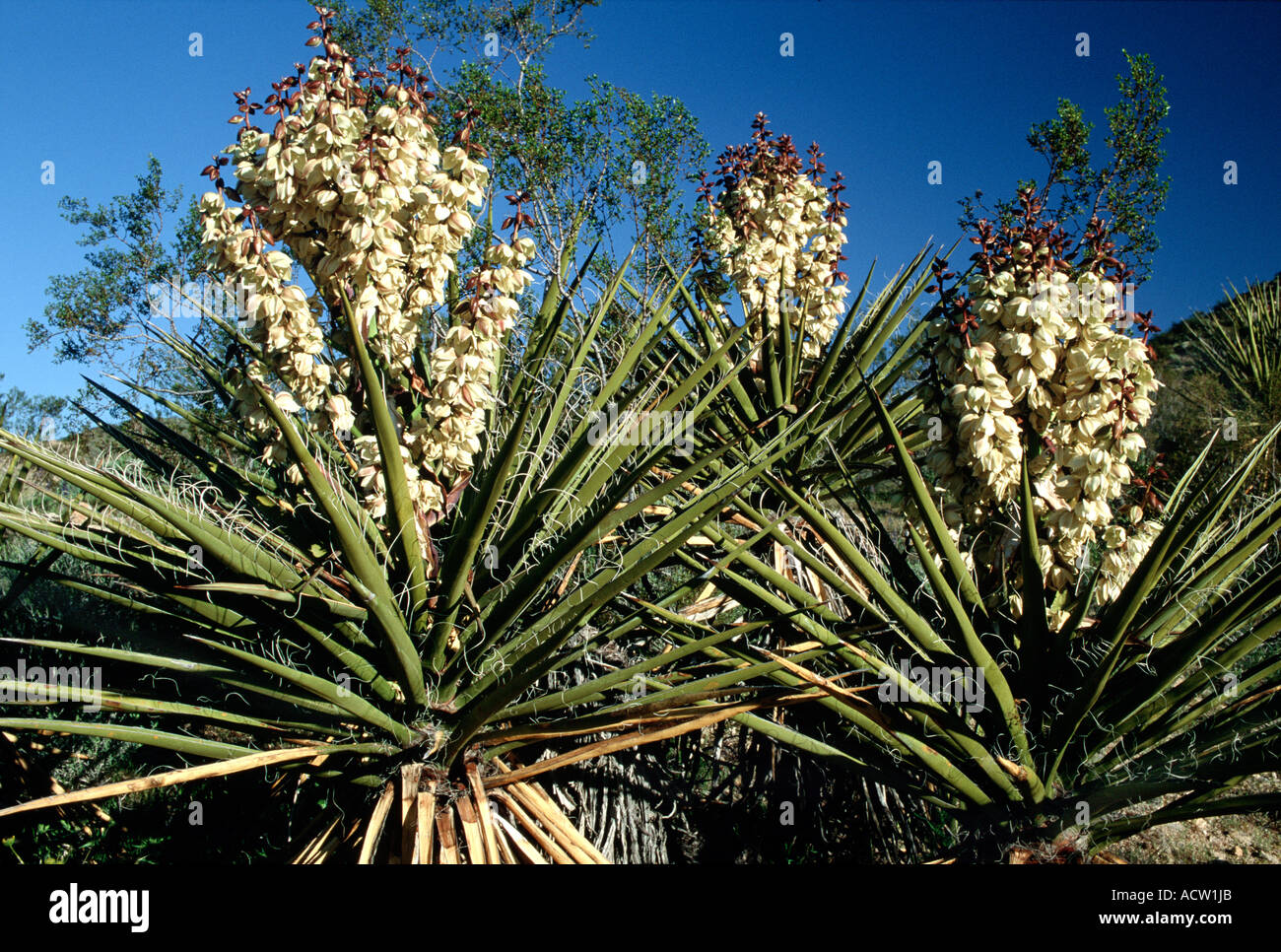 Yucca plants in full bloom in the Anza Borrego desert in California