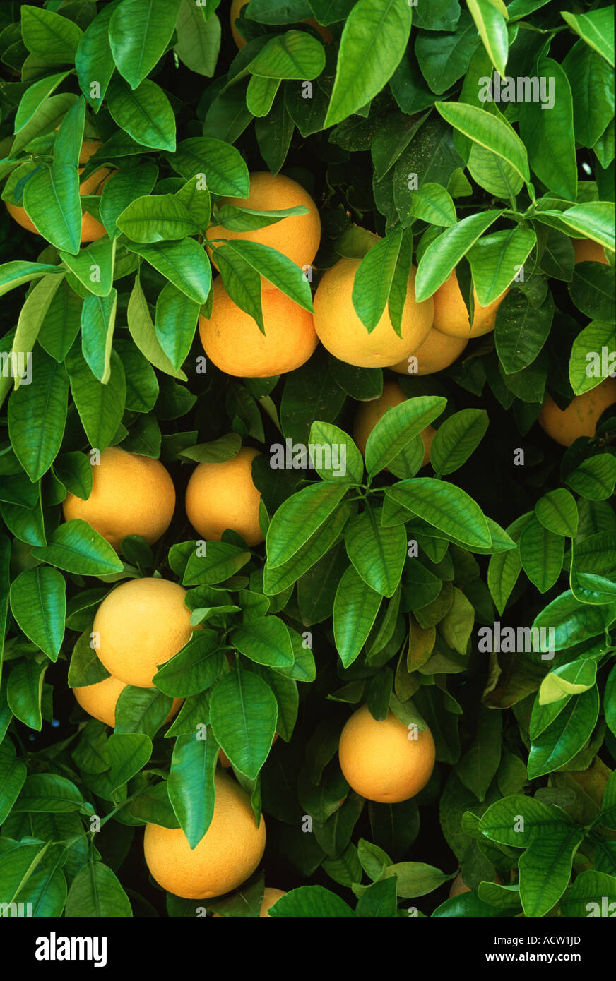 Grapefruit on the trees in an orchard in Borrego Springs, California, USA. Stock Photo