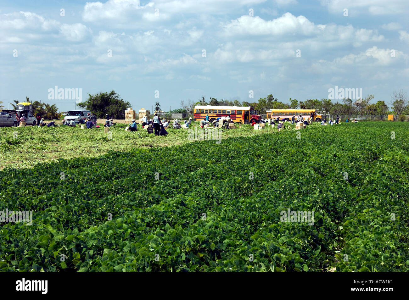 Florida agriculture worker field hires stock photography and images Alamy