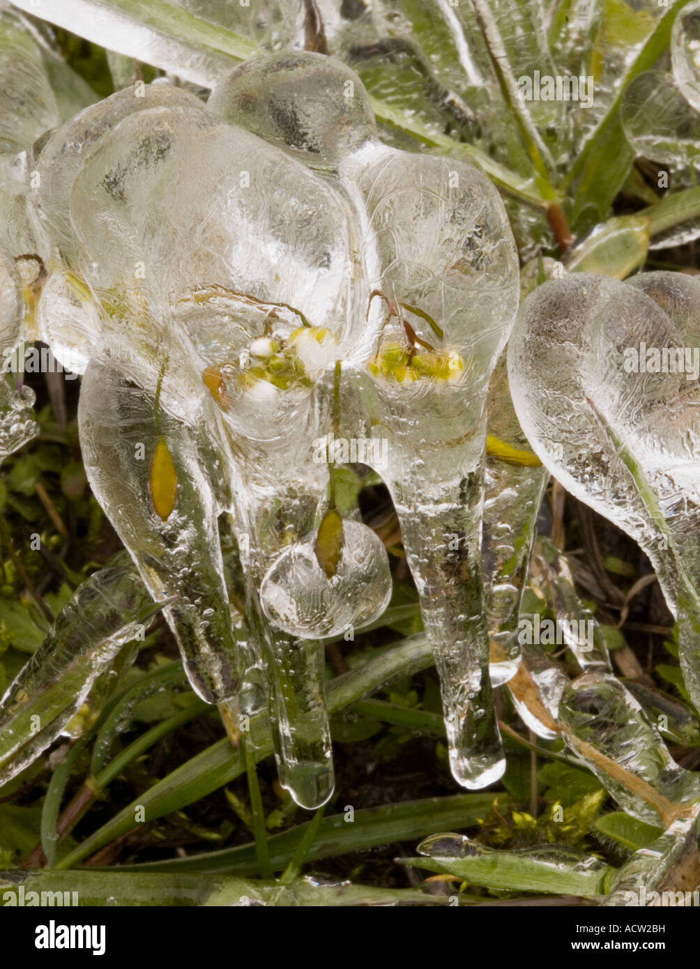 Ice surrounds an early spring flower and assumes a tooth-like appearance Stock Photo