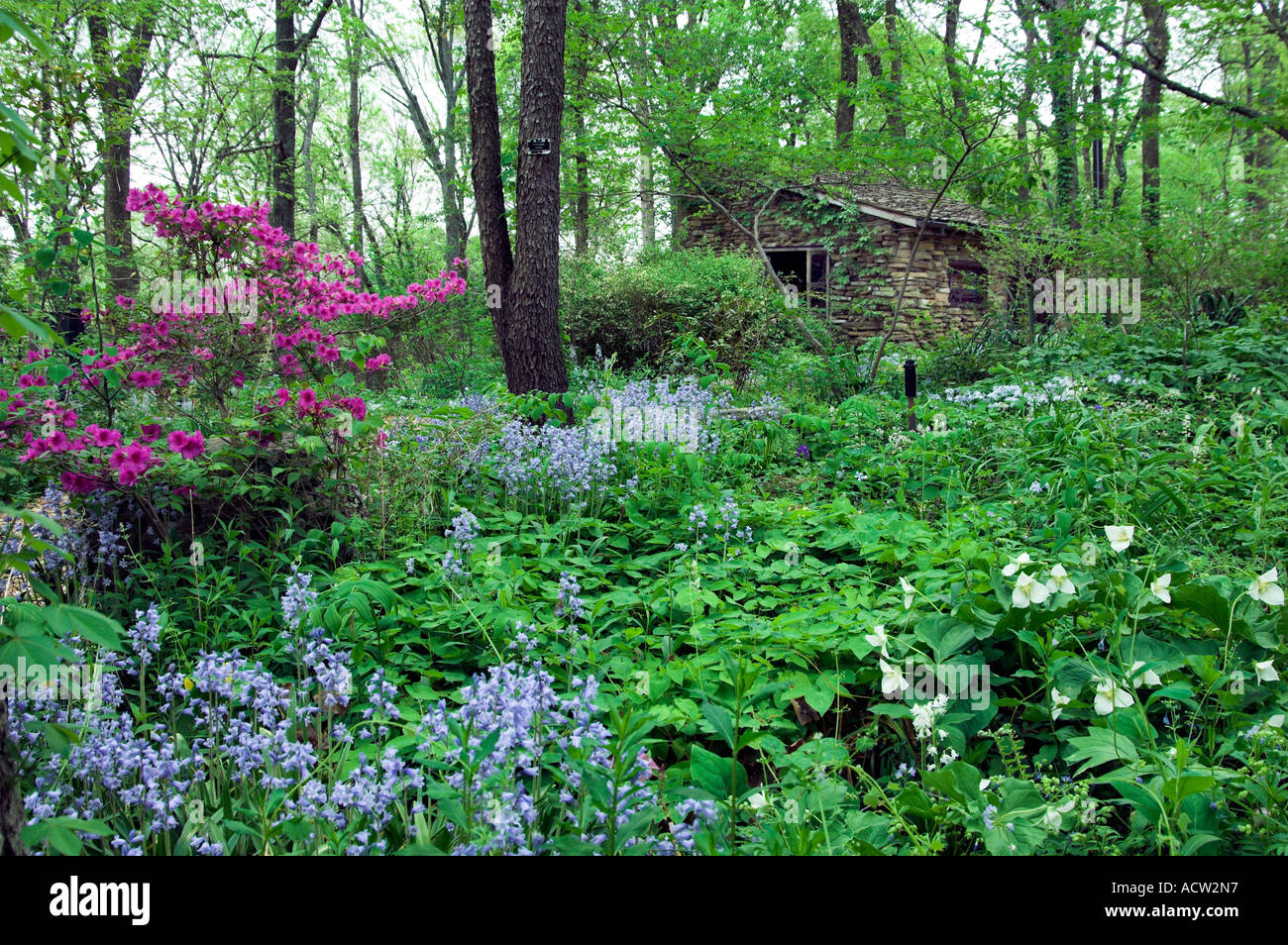 Deep pink azaleas and spring flowers bloom in a forest garden at the Cheekwood Botanical Gardens in Nashville Tennessee USA Stock Photo