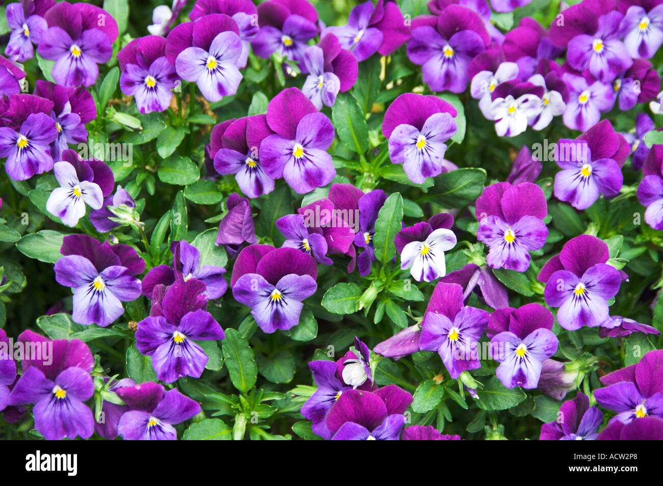 A flower bed of violets in bloom at the Cheekwood Botanical Gardens in