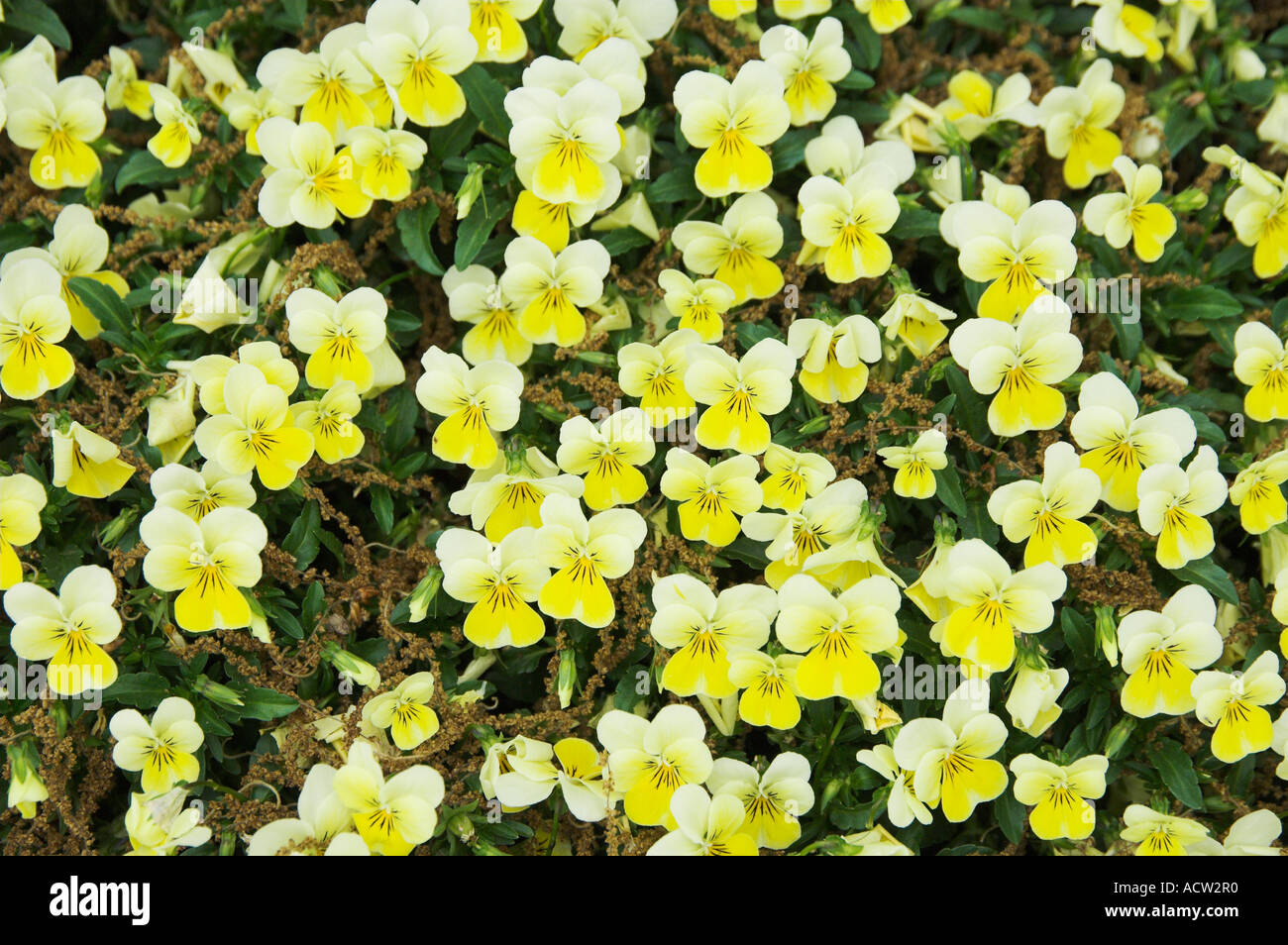Cheekwood botanical gardens hires stock photography and images Alamy