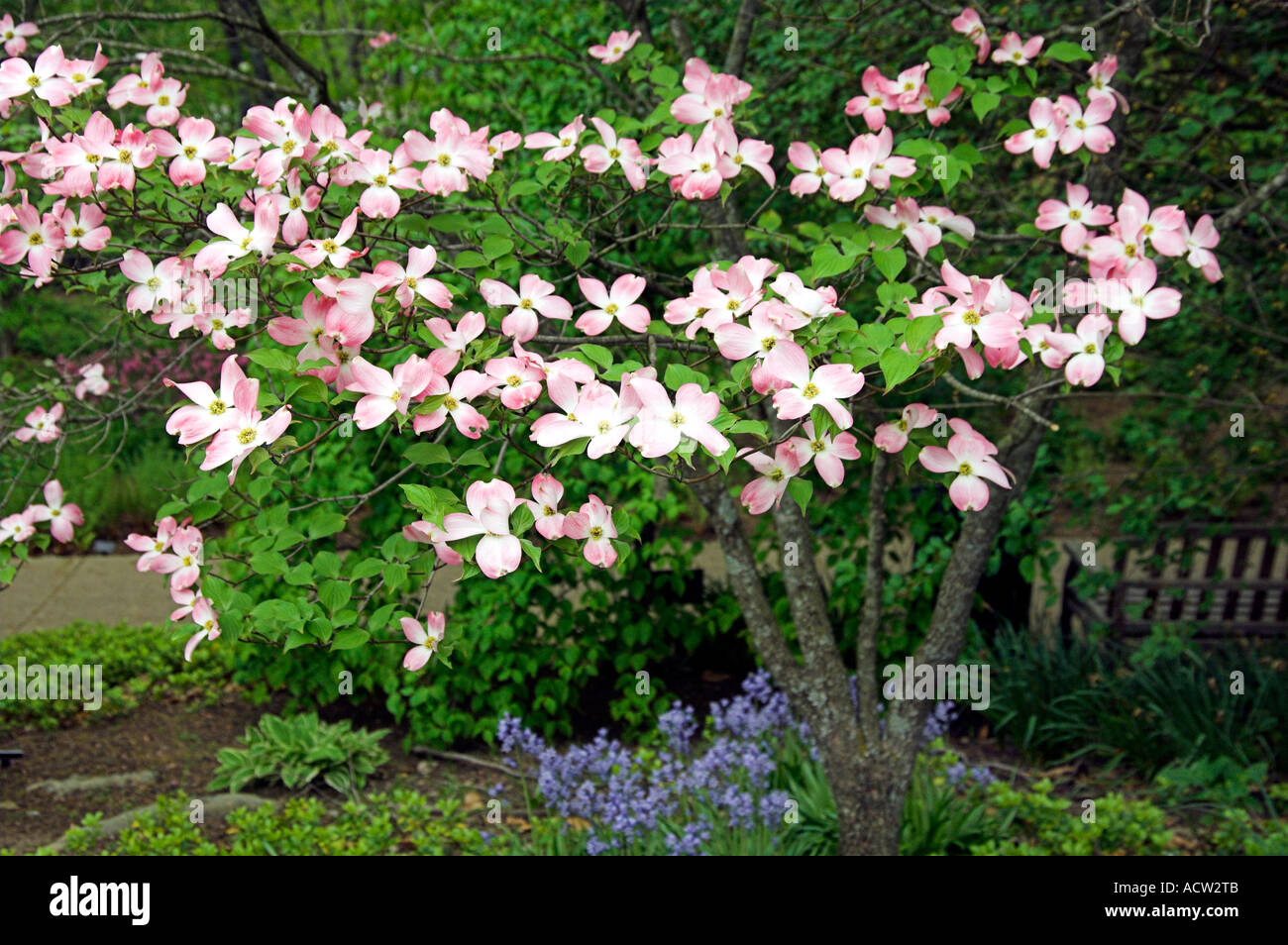 The pink dogwood tree in bloom at the Cheekwood Botanical Gardens in