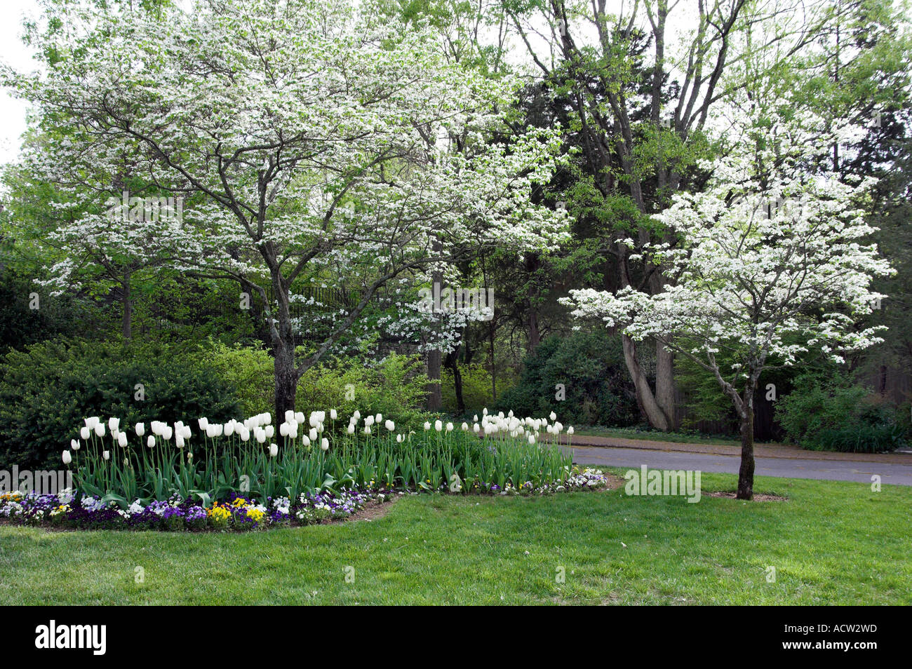 White Tulips And Blossoming Trees At The Cheekwood Botanical