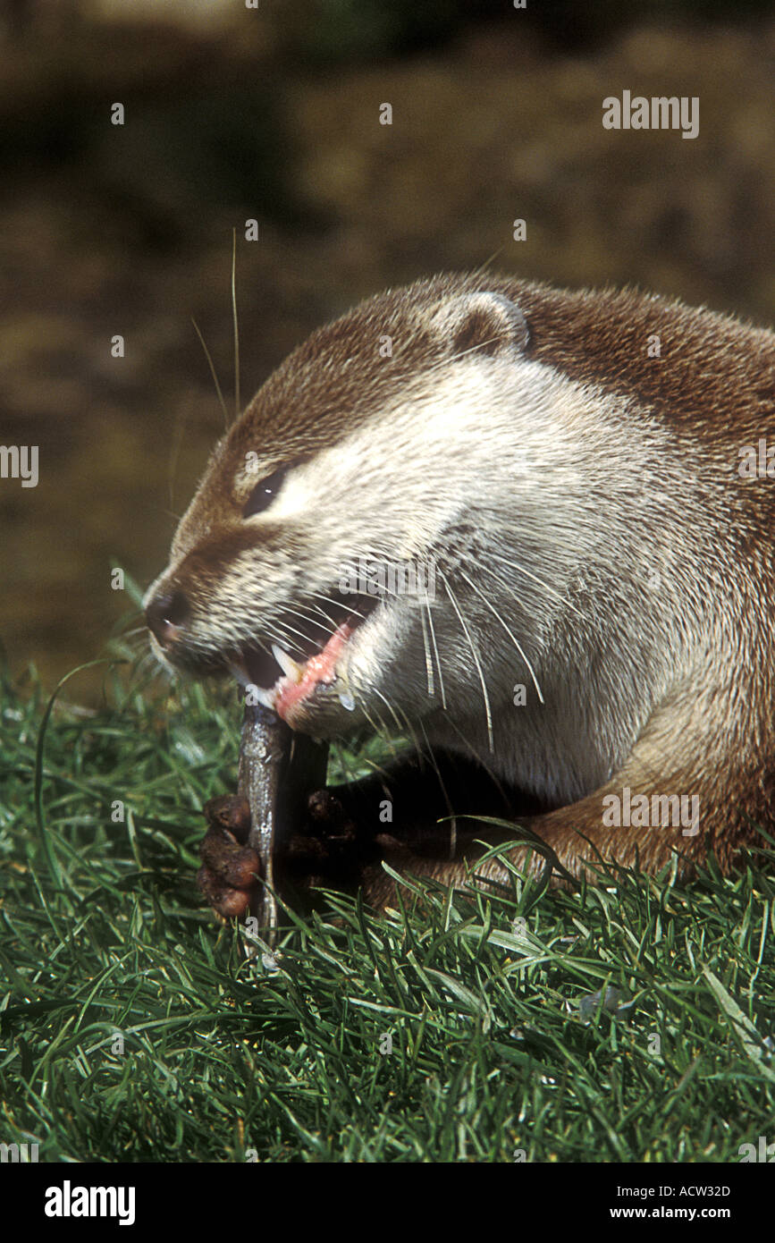 Short Clawed Asian Otter Stock Photo