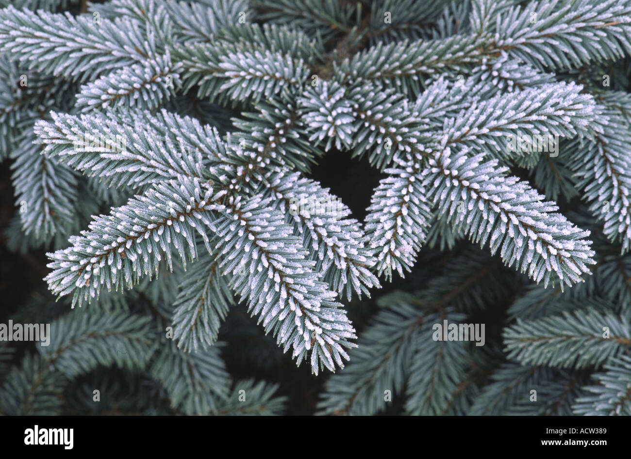 Frosty leaves on a Dwarf Blue Spruce tree Stock Photo