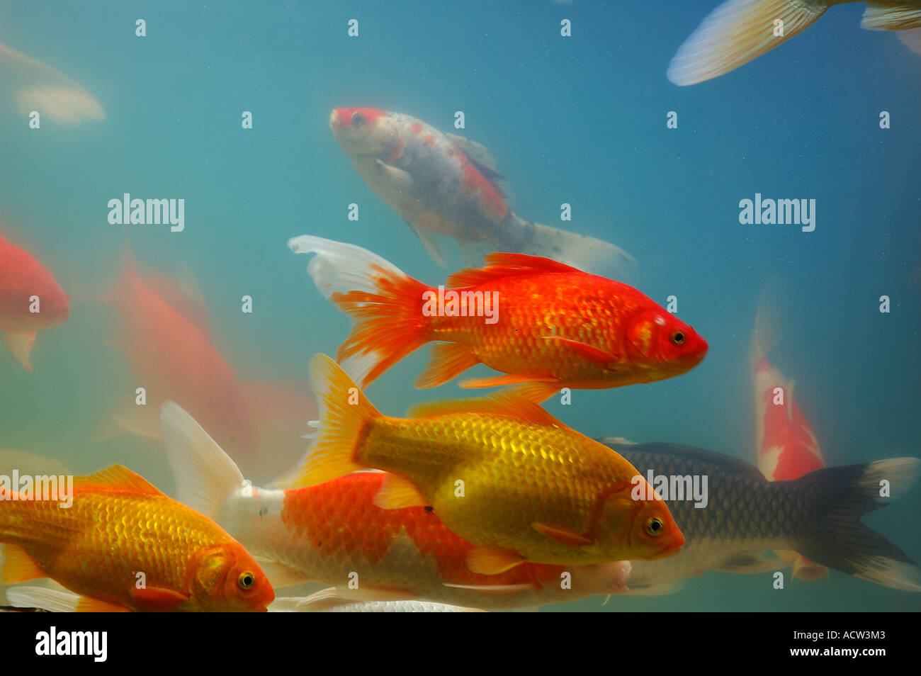 Goldfish in aquarium Stock Photo - Alamy