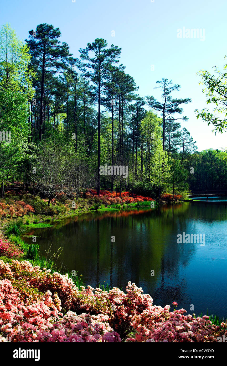 Spring azaleas in bloom at the Azalea Bowl and pond at the Callaway