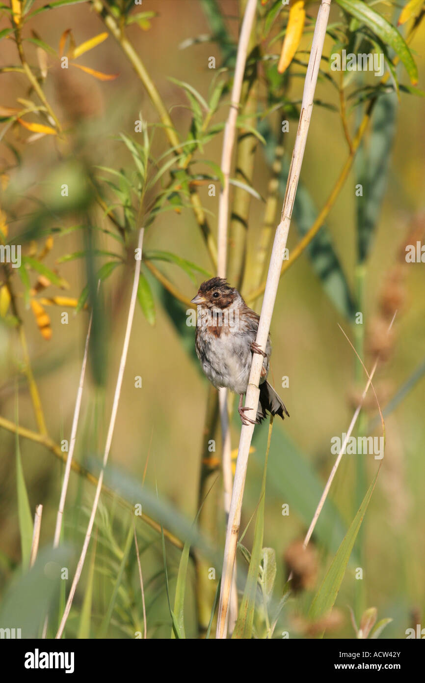 Reed Bunting Emberiza schoeniclus on Reed Stem and showing Habitat Low Barns Nature Reserve County Durham Stock Photo