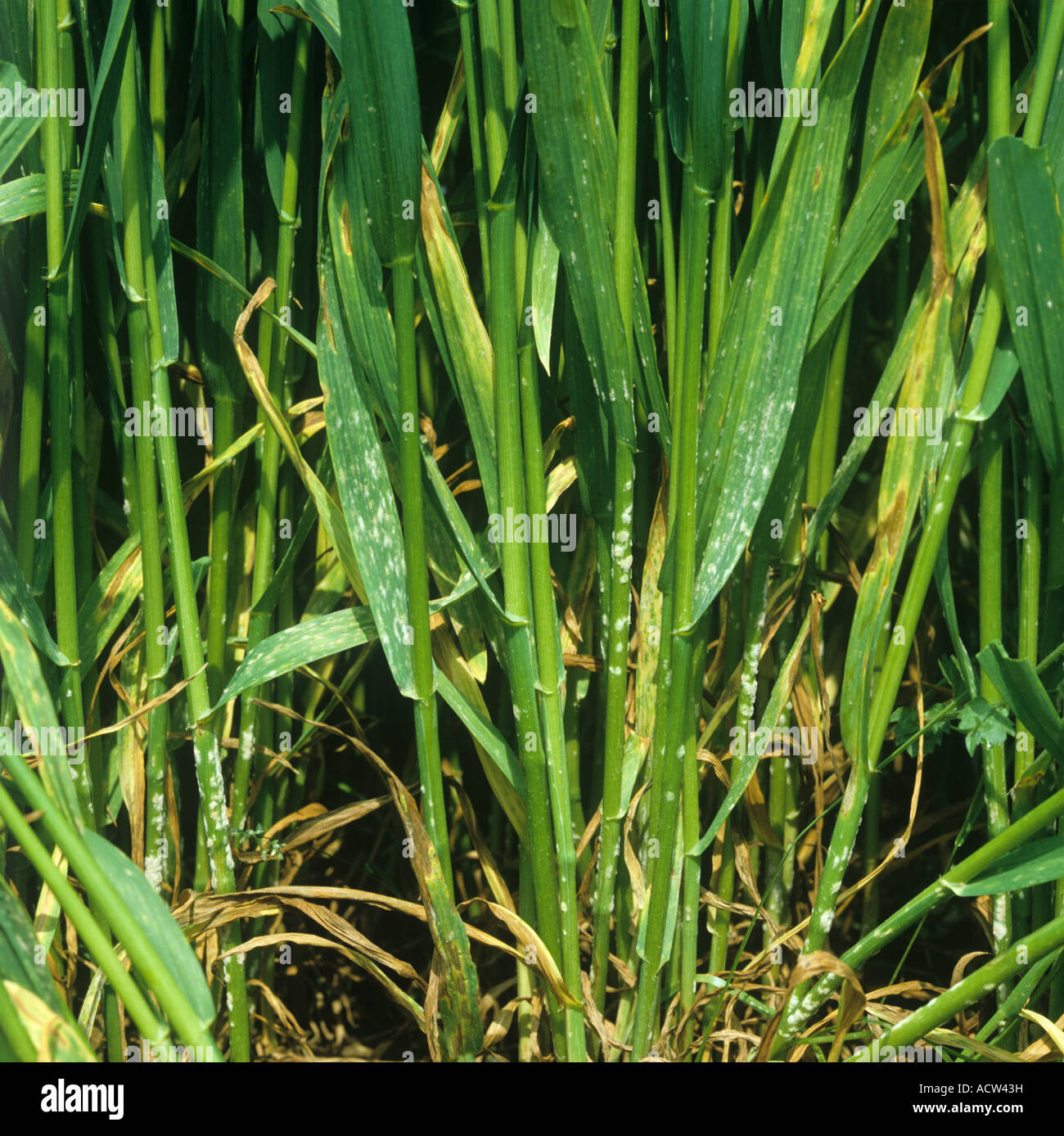 Powdery mildew (Erysiphe graminis f.sp. tritici) infection on wheat crop Stock Photo