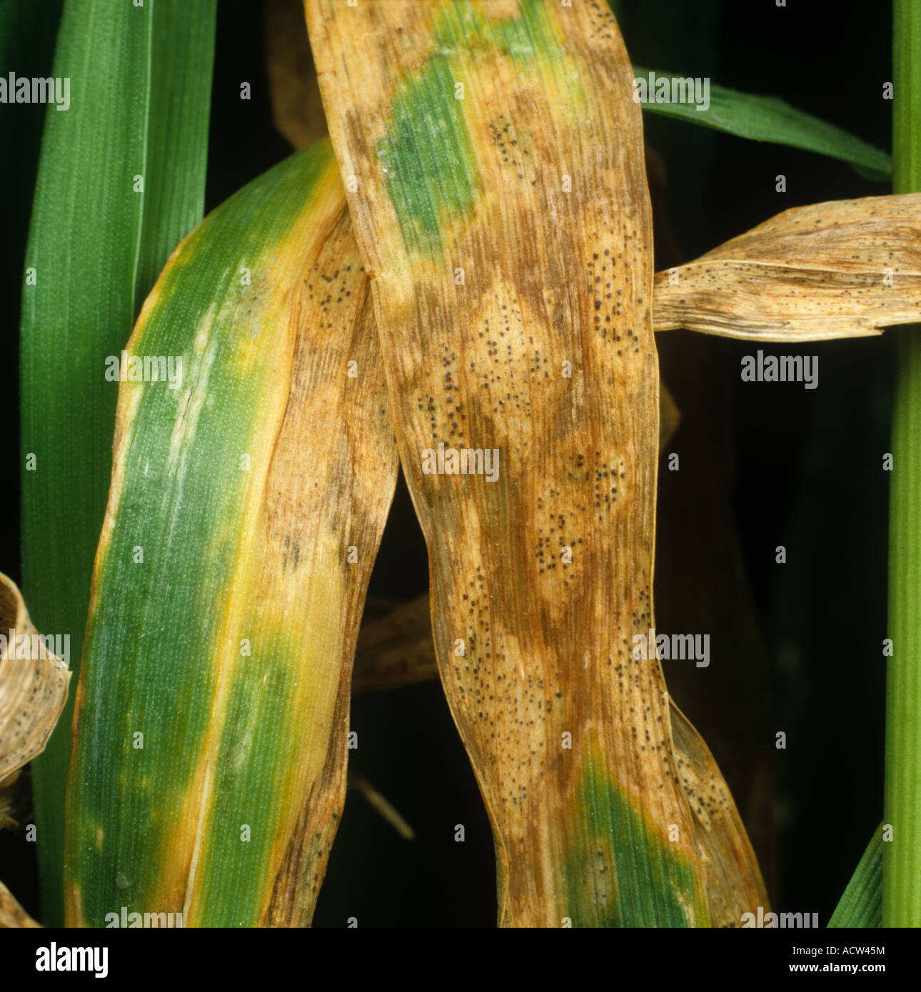 Septoria leaf blotch (Zymoseptoria tritici) infected wheat leaf and pycnidia Stock Photo