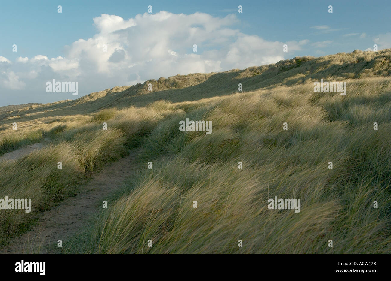 Dune grass in sunlight, Autumn Stock Photo