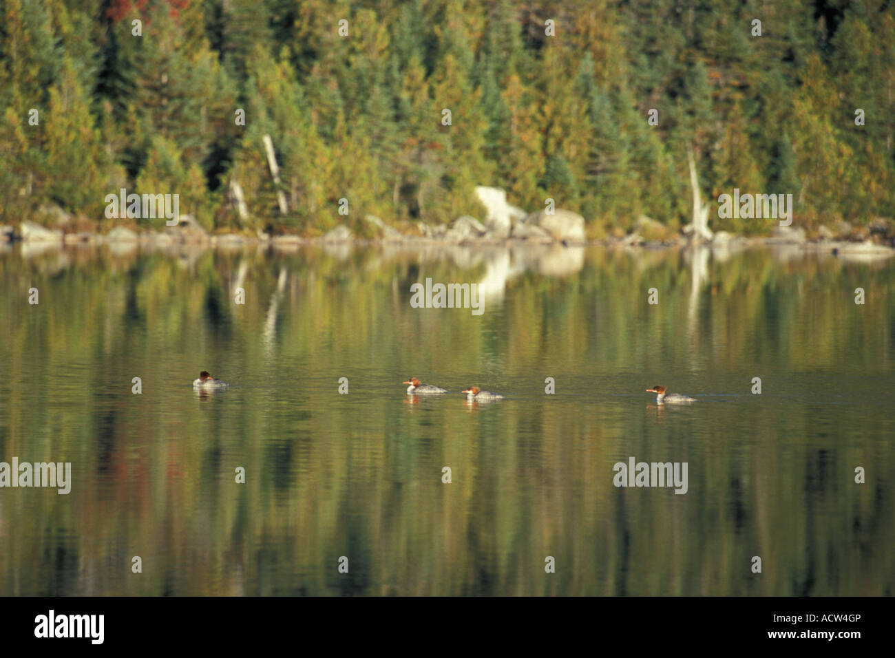 Red-breasted mergansers swimming in Basin Pond under Mount Katahdin, Maine Stock Photo