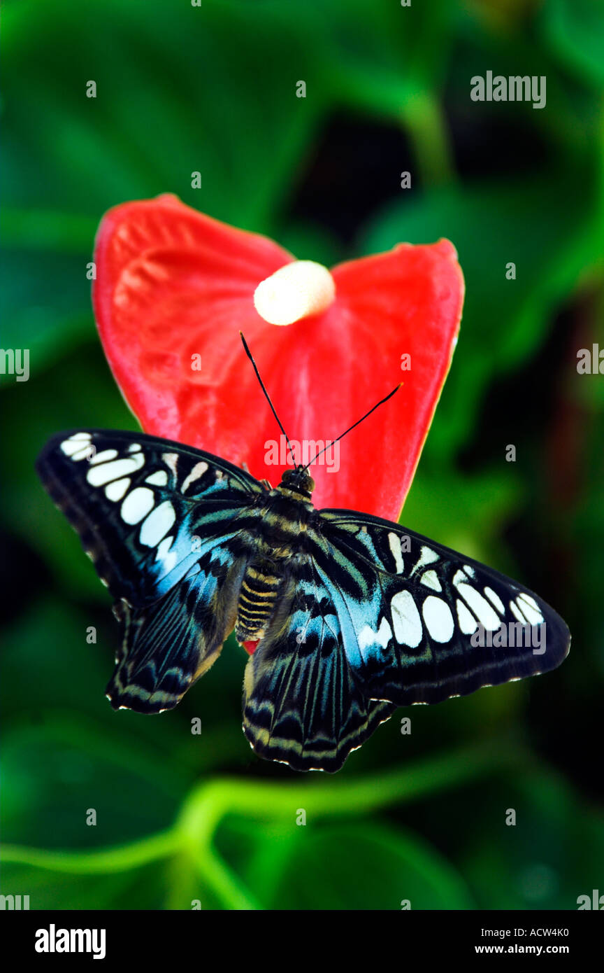 The Malaysian Blue Clipper butterfly and red Anthurium flowers at the