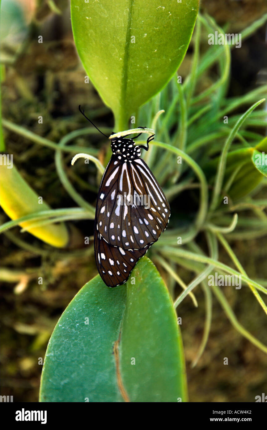 A black and white zebra like butterfly at the Callaway Gardens in