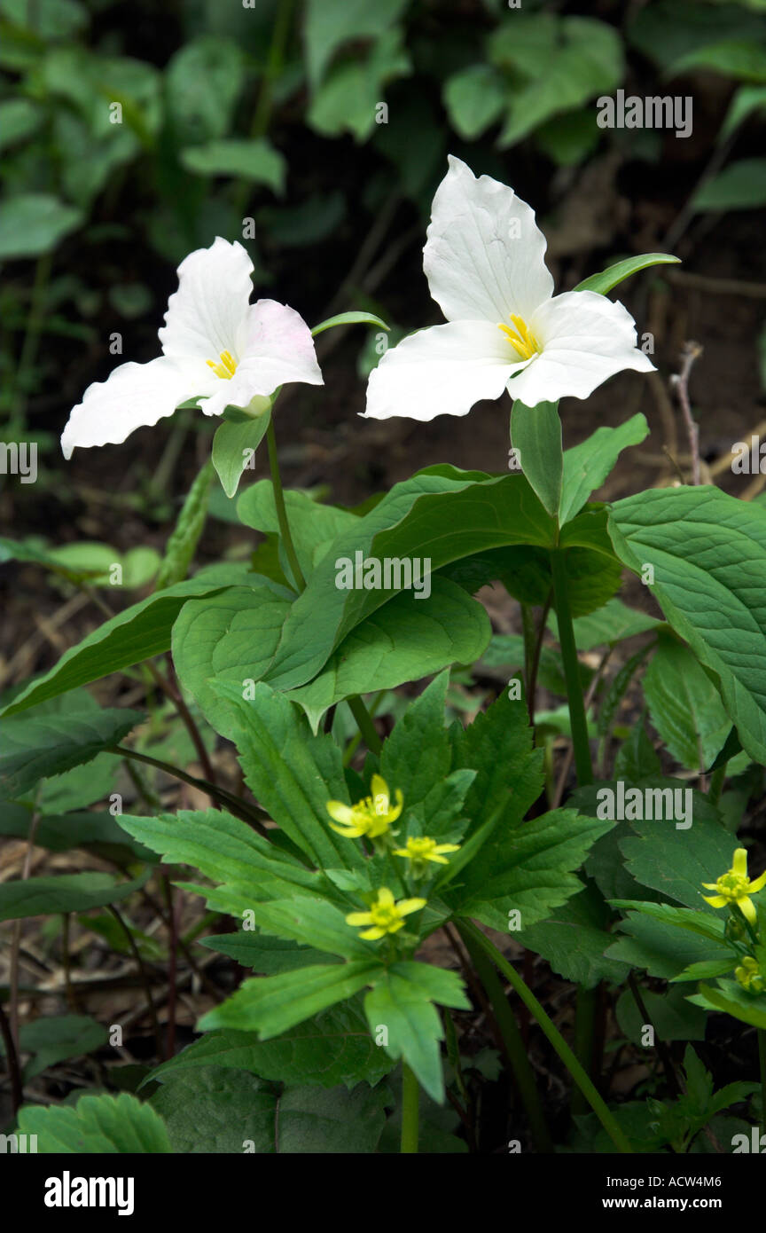 A pair of white trilliums in their natural hbitat in the forests of rural North Carolina near Bryson City USA Stock Photo
