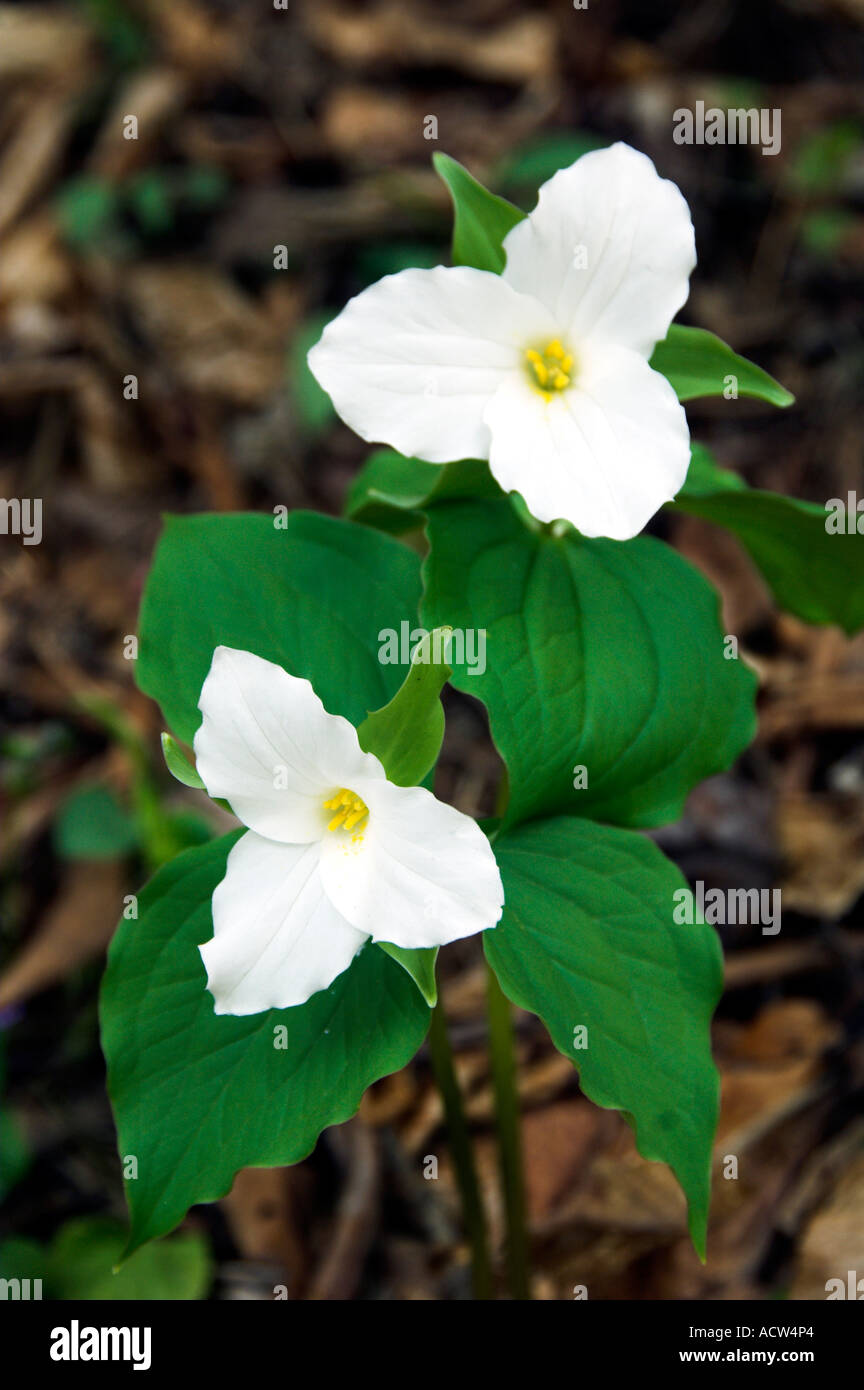 A pair of white trillium in their natural haitat in The Great Smoky Mountain National Park North Carolina USA Stock Photo