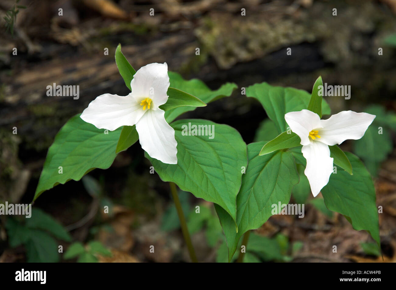 A pair of white trillium in their natural habitat in The Great Smoky Mountain National Park North Carolina USA Stock Photo