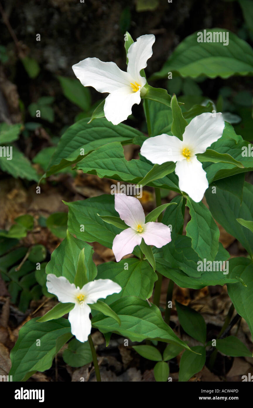 A group of white trillium in their natural habitat in The Great Smoky Mountain National Park North Carolina USA Stock Photo