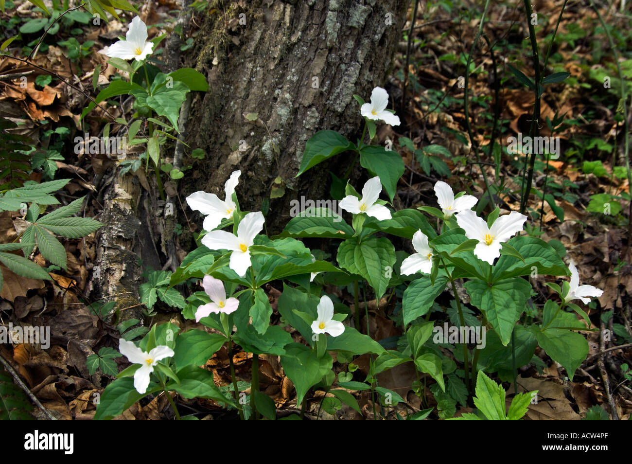 A group of white trillium in their natural habitat in The Great Smoky Mountain National Park North Carolina, USA Stock Photo