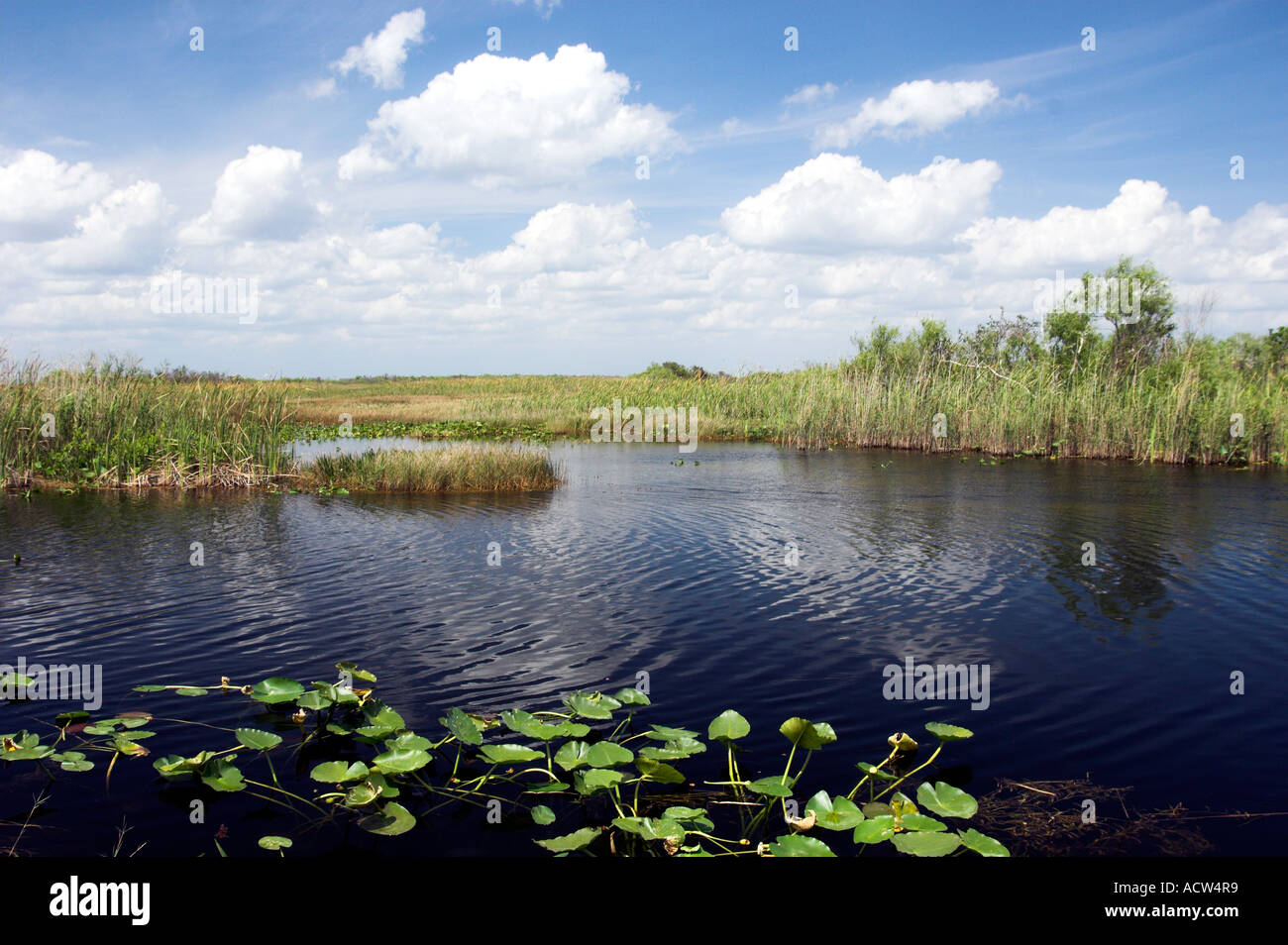 Florida everglades scenic near Everglades City Florida USA Stock Photo