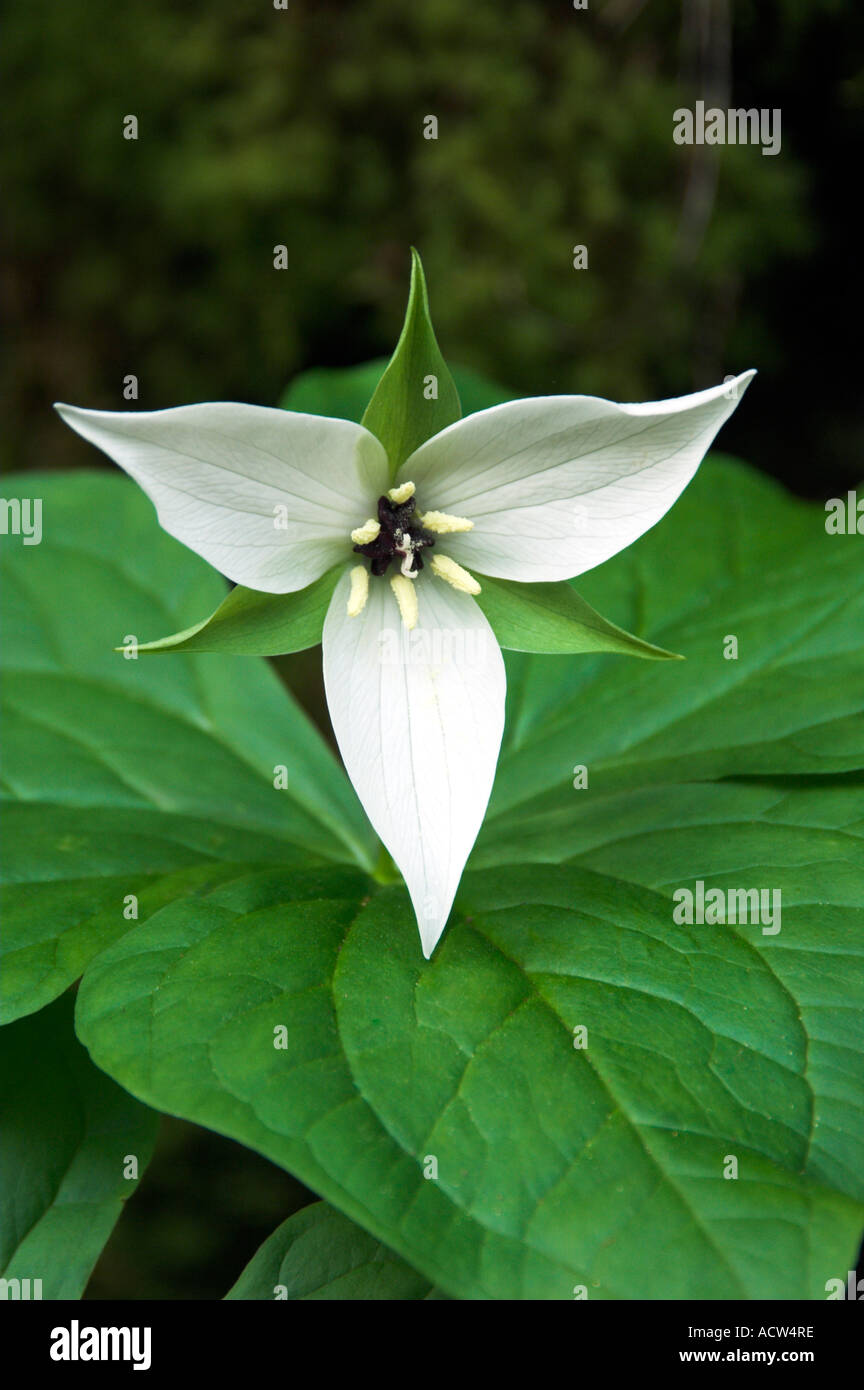 A white trillium portrait in the forests of The Great Smoky Mountain National Park North Carolina USA Stock Photo