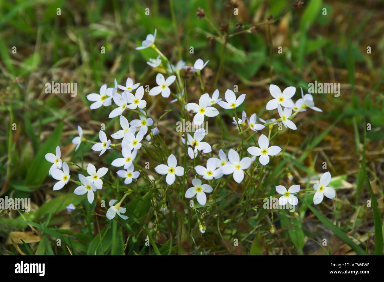 Quaker ladies hi-res stock photography and images - Alamy