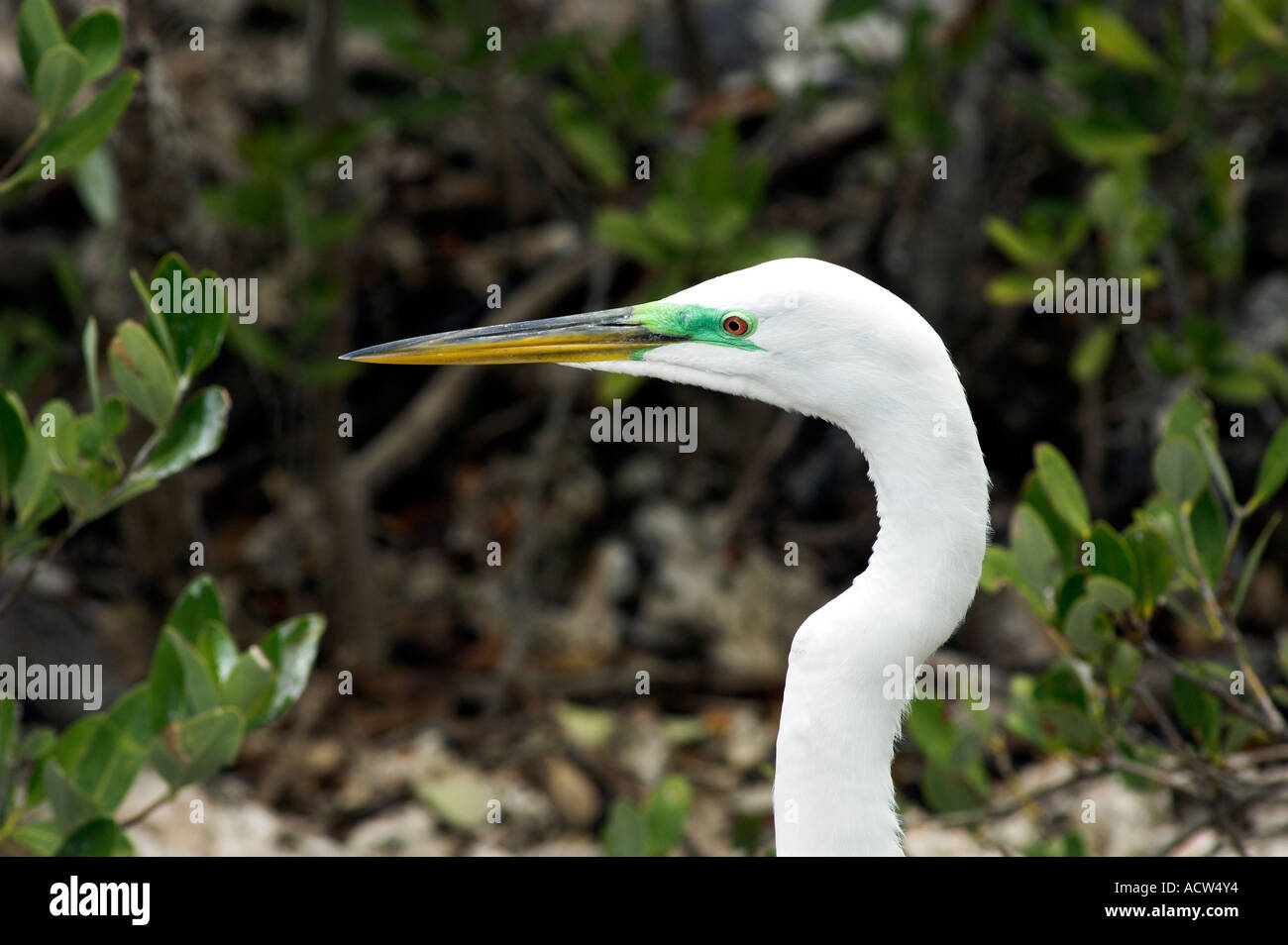 The Great White Egret in the Wild Bird Sanctuary in the Florida Keys
