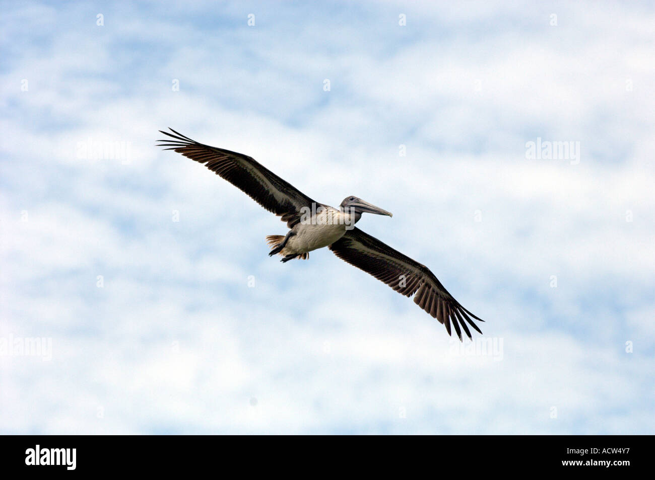A brown pelican in flight at the Wild bird Sanctuary in the Florida Keys, USA. Stock Photo