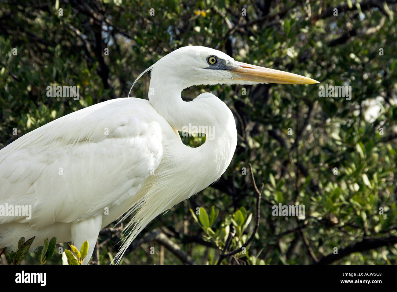 A Great White Egret in breeding plumage portrait at the Wild Bird Sanctuary in the Florida Keys USA Stock Photo