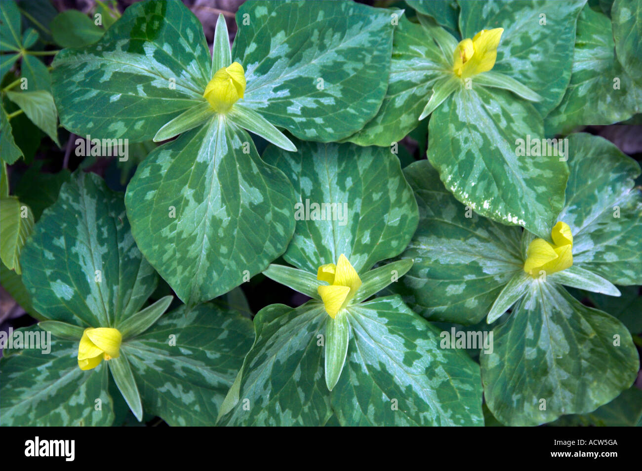 Yellow trillium flowers in Great Smokey Mountains National Park, Tennessee, USA. Stock Photo