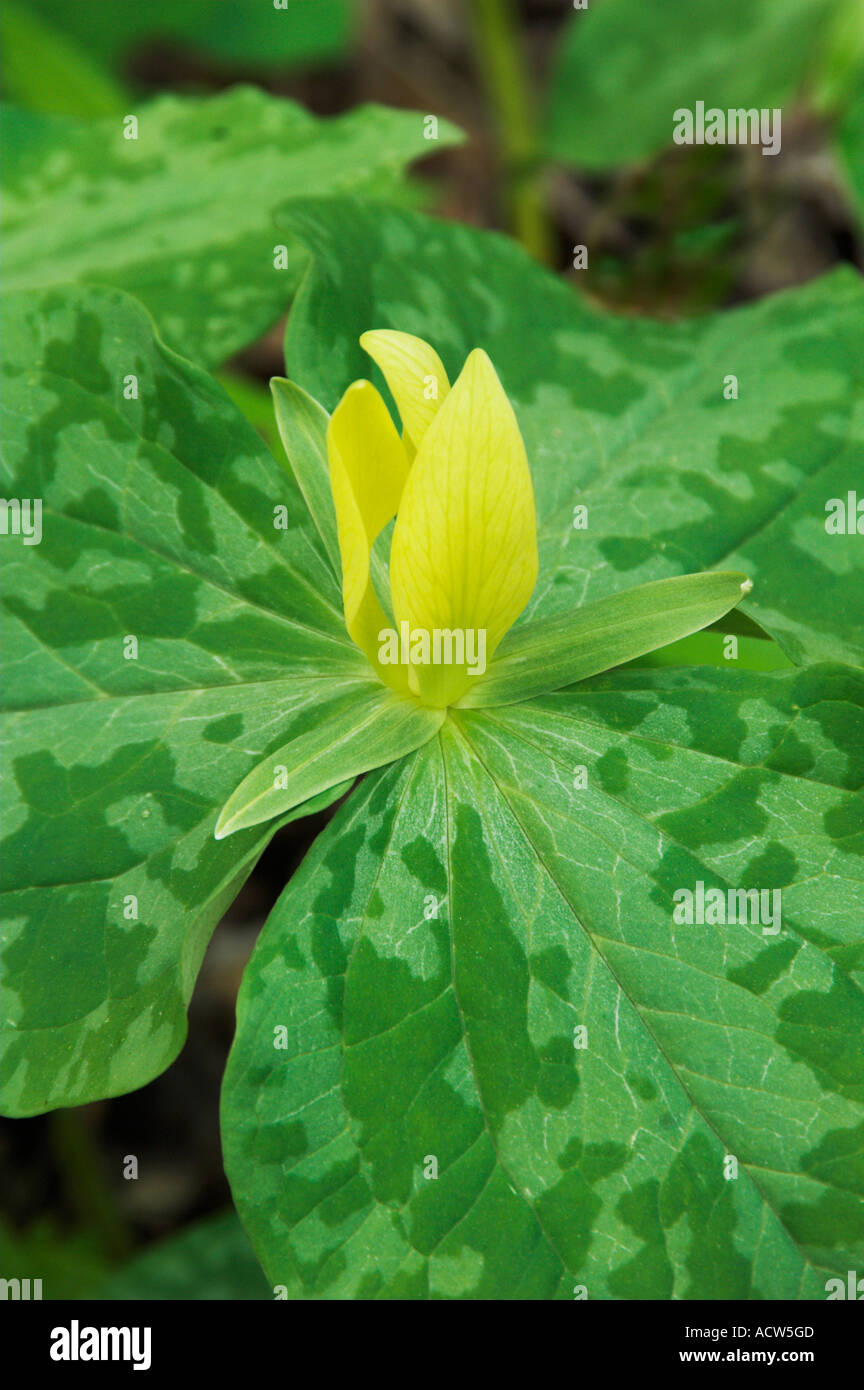 The Yellow Trillium wildflower closeup in The Great Smoky Mountain National Park North Carolina USA Stock Photo