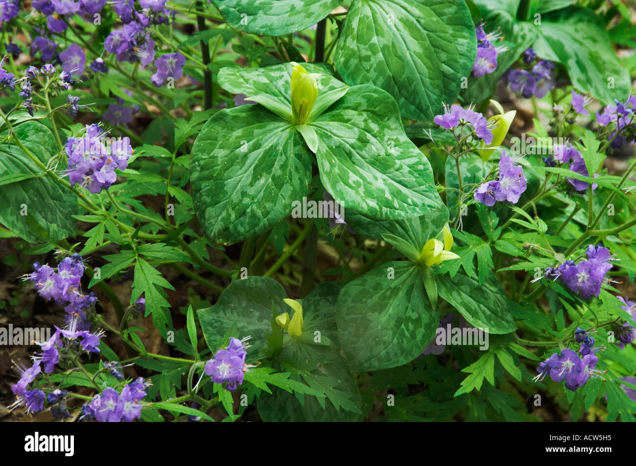 Yellow trillium and purple Phacelia flowers in Great Smokey Mountains National Park, Tennessee, USA. Stock Photo