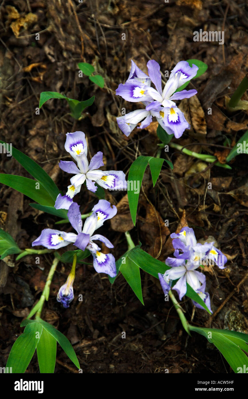 Dwarf Iris wild flowers blooming in The Great Smokey Mountains National Park, North Carolina, USA. Stock Photo