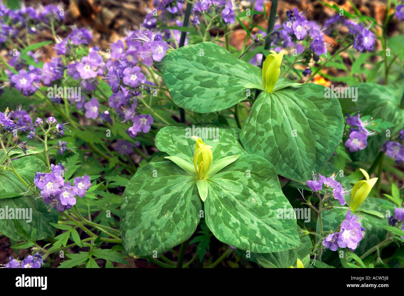 Yellow trillium and purple Phacelia flowers in Great Smokey Mountains National Park, Tennessee, USA. Stock Photo