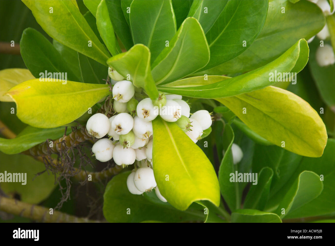 Clusters of white berries and foliage of the Purslane plant or Sesuvium portulacastrum on Half Moon Cay Bahamas Stock Photo