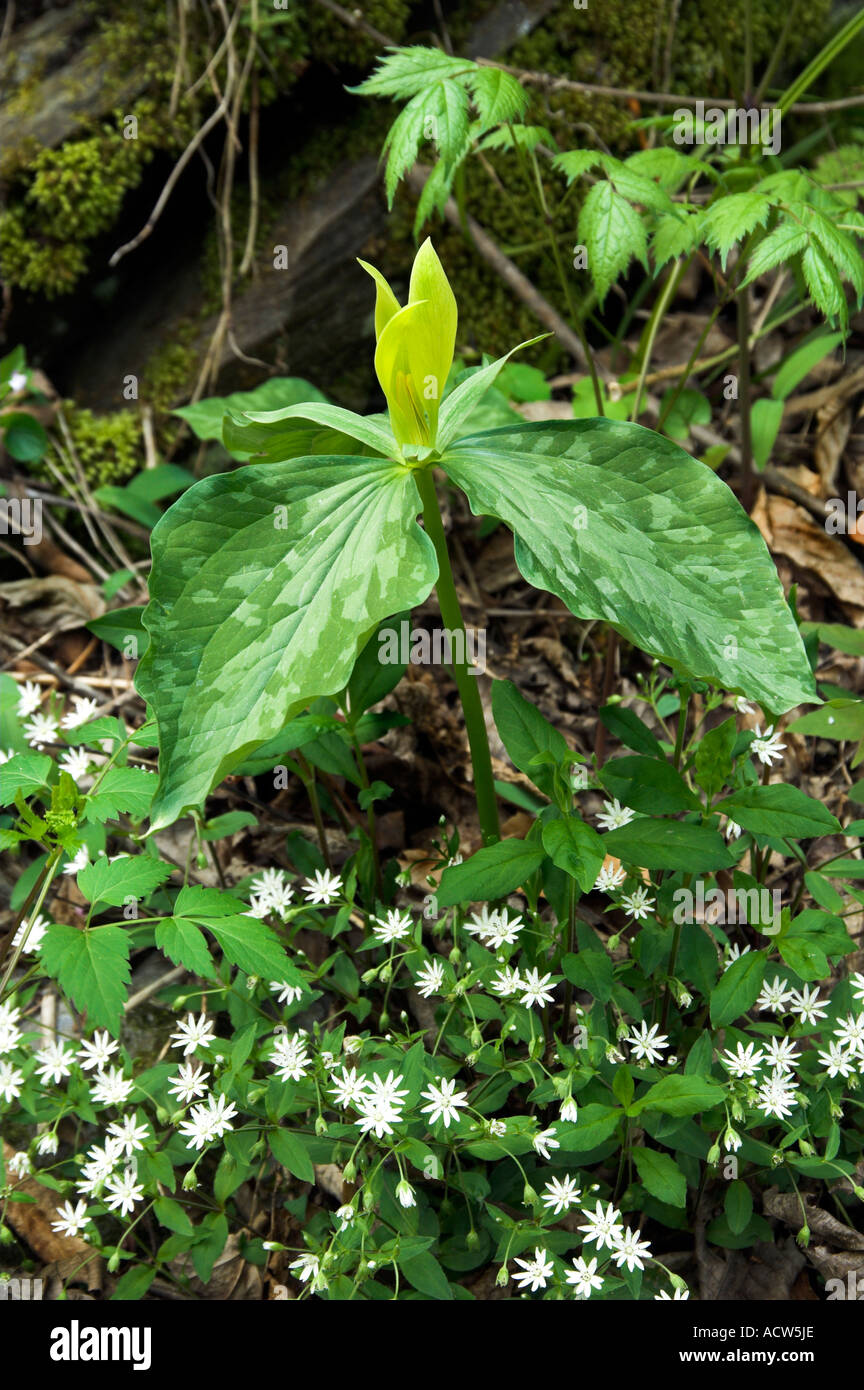 Yellow trillium flowers in Great Smokey Mountains National Park, Tennessee, USA. Stock Photo